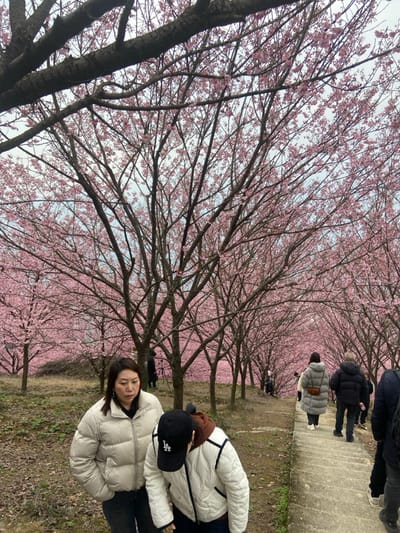 A row of blossoming cherry trees fills the frame, the pink flowers creating a vibrant canopy overhead. A group of people is walking along a pathway to the right of the trees. Two women in winter jackets are posing in the right foreground. The ground is a mix of dirt and grass. The tree trunks are dark and contrast with the pink blossoms. The sky is visible through the branches, appearing as a light blue backdrop.