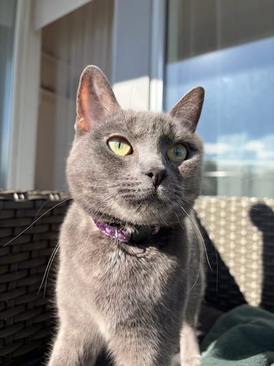 A gray cat with green eyes and a purple collar is lying on a dark wicker surface. The cat's head is tilted towards the camera, and it is looking up with a curious expression. The cat appears to be indoors, next to a window that is letting in bright sunlight. The window frame is white, and the reflection of the sky and possibly some buildings are visible in the glass. It is not possible to determine the location in the city of Lørenskog, Norway, based solely on this image.