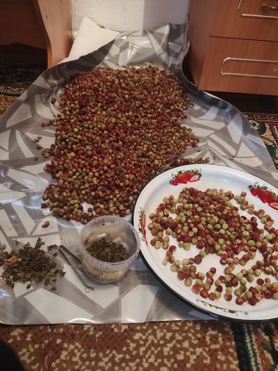A large pile of wild strawberries, both red and green, are spread out on a patterned plastic sheet. To the right, a white enamel tray also contains a pile of these wild strawberries. In the foreground, to the left, there is a small pile of dried herbs and a pair of tweezers. A clear plastic container filled with dried herbs is positioned between the strawberries and the dried herbs. The scene appears to be indoors, with a wooden cabinet and a white wall visible in the background. The floor is covered with a patterned carpet. The location is identified as Nekrasovka, Kazakhstan.
