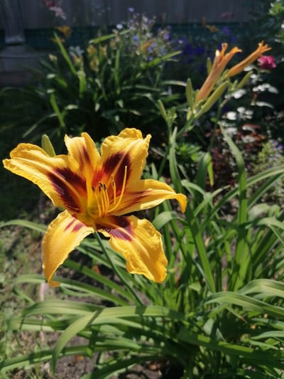 A close-up, eye-level shot captures a vibrant yellow daylily with deep maroon streaks in its petals. The flower is in full bloom, its delicate petals unfurling outwards, revealing its yellow stamen and pistil at the center. Behind the prominent lily, a cluster of green foliage and other unfurling flower buds can be observed, some of which are orangey-yellow. The background is softly blurred, showing hints of more greenery and a dark, possibly wooden, structure. The overall scene suggests a bright, sunlit day in a garden setting, potentially in the city of Мыльниково, Russia, given the provided context.
