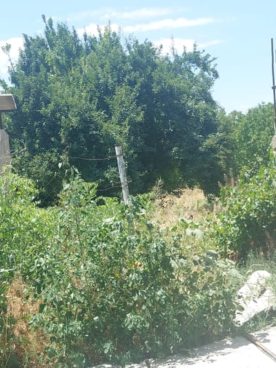 A wide-angle, eye-level shot captures an outdoor scene in Dalar, Armenia, featuring lush vegetation under a bright, partially clouded sky. The foreground is dominated by a dense thicket of green bushes and plants, some with visible yellow flowers. The foliage extends from the bottom of the frame upwards, partially obscuring a weathered chain-link fence supported by two wooden posts. Behind the fence, a larger, mature tree with abundant green leaves occupies the mid-ground. Further back, the landscape transitions into more trees and scrub. The right side of the image shows a white, rock-like object, possibly a boulder, partially covered by greenery. The ground appears to be a dirt path or rough terrain, with some scattered stones and debris. A metal pole, possibly part of a fence or structure, is visible along the far right edge of the frame, extending vertically. The lighting suggests it is daytime, with shadows cast by the vegetation and objects indicating sunlight.