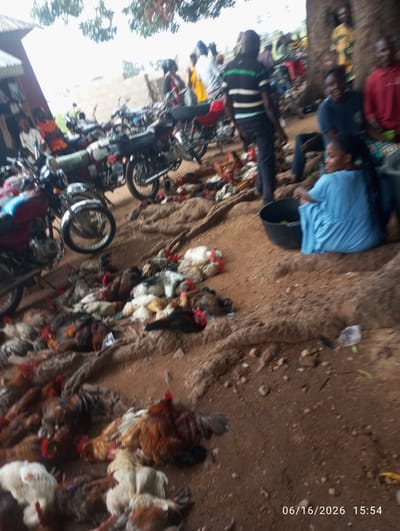 In Dokan Tofa, Nigeria, a crowded outdoor scene unfolds, likely a marketplace. Several motorcycles are parked, some with a red and blue color scheme. A significant number of chickens, both live and prepared, are scattered across the dusty ground, with many appearing to be in the process of being sold or prepared. People are present in the background, some watching the proceedings, while others are engaged in various activities. One woman in a blue dress is seated near a black basin, possibly involved in handling the chickens. The environment suggests a typical rural or semi-urban gathering place.