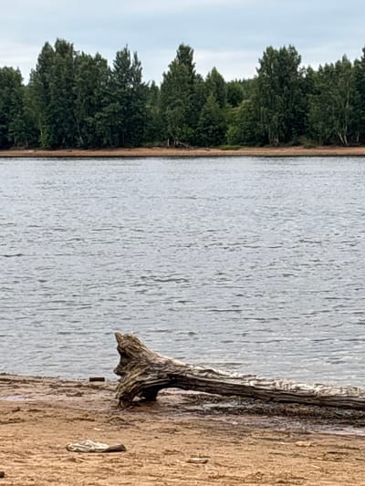 A wide shot of a body of water with a tree line in the background. In the foreground, a large piece of driftwood rests on a sandy shore. The driftwood is gnarled and weathered, with a distinct shape that resembles a face. A crumpled piece of light-colored fabric lies on the sand near the driftwood. The water is calm with gentle ripples. The sky is overcast. The location is the Nevskaya Dubrovka, Russia, on the Neva River.