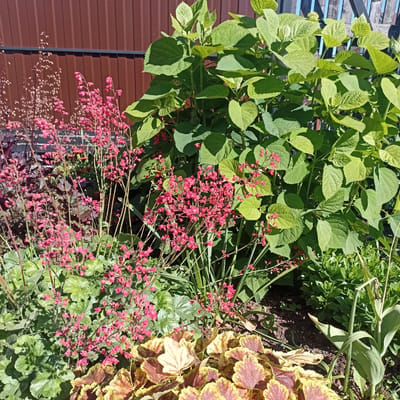This image depicts a close-up view of a garden with various plants. In the foreground, there is a patch of Heuchera plants with variegated foliage in shades of yellow, red, and brown, and delicate spikes of small pink flowers. Behind the Heuchera, tall, slender stems with clusters of tiny pink bell-shaped flowers are visible, likely a variety of Heuchera or a similar plant. To the right and behind these flowering plants, a large shrub with broad, green, serrated leaves dominates the upper portion of the image. The background consists of a brown corrugated metal fence and a wooden fence, suggesting a backyard or garden setting. The lighting suggests it is a sunny day. The image is taken at an eye-level perspective, looking slightly upwards towards the foliage. There are no people or animals visible in the image. The scene is located in Shakhunya, Russia.