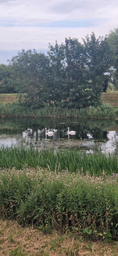 The image depicts a serene canal scene in South Holland, United Kingdom. Two white swans are the primary subjects, gracefully swimming in the tranquil water. They are positioned in the center of the canal, with their reflections visible beneath them, creating a symmetrical and picturesque view.

The canal is flanked by lush greenery. On the left, a dense canopy of trees provides shade, while the right bank is characterized by tall reeds and flowering plants, adding pops of color with their delicate purple and white blooms. The water itself appears still, with ripples only evident where the swans are moving. The overall impression is one of natural beauty and peacefulness.

The time of day appears to be daytime, likely mid-morning or afternoon, given the even lighting and clear skies suggested by the faint reflections in the water. The weather seems pleasant, conducive to wildlife activity. There are no visible human figures or man-made objects, reinforcing the focus on nature. The scene evokes a sense of calm and tranquility. No text is visible in the image.