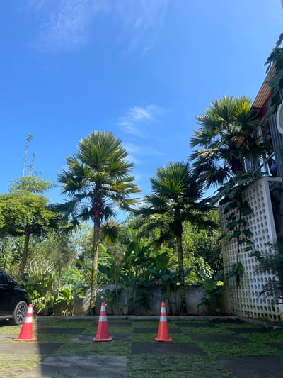 The image shows a sunny outdoor scene in Rojoimo, Indonesia. Three palm trees are visible against a clear blue sky with faint cirrus clouds. A building with a white perforated facade and an overhanging metal structure is in the background. Lush greenery, including various plants and vines, fills the space between the trees and the building. Three orange and white striped traffic cones are placed on a stone-paved surface covered with grass. A partial view of a black car is visible in the lower right corner. There are no people visible in the image.