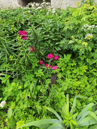 A vertical, high-angle shot showcases a dense, overgrown garden in Kumertau, Russia, dominated by lush green foliage. In the foreground, broad, pale green leaves of what appear to be iris or a similar plant fan outwards. Interspersed throughout the garden are vibrant, magenta peonies, some in full bloom and others as budding flowers. The background features clusters of delicate white flowers, possibly yarrow or Queen Anne's lace, growing amidst the greenery. A hint of a gray concrete structure is visible at the very top of the frame, suggesting the garden is situated near a building. A weathered black tire, partially obscured by the plants, lies on its side, adding a touch of urban decay to the otherwise natural scene. The overall impression is one of wild, untamed growth, perhaps a neglected corner of a yard.