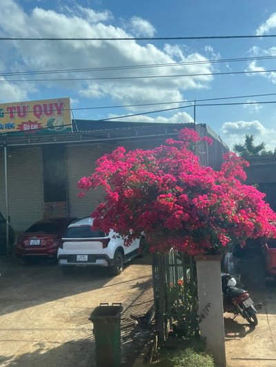 The image displays an outdoor scene in Krông Năng, Vietnam, under a blue sky with scattered white clouds and multiple overhead power lines. In the lower-left foreground, a green plastic trash bin rests on a concrete surface. A large, vibrant pink bougainvillea plant occupies the central midground, obscuring part of a dark metal fence with a concrete post. Behind the fence and bougainvillea, a paved area is visible with three parked vehicles: a red Hyundai sedan (license plate 47A 366.70) on the left, a white SUV (license plate 47A 823.50) centrally located, and a dark-colored motorcycle (license plate 47H1 384.95) with a white helmet on its seat positioned to the right. In the background, a commercial building with a corrugated metal roof and a light-colored roll-up facade features a prominent yellow sign displaying Vietnamese text "TƯ QUÝ" and "RIAU RIENG Giá Cao," along with an illustration of two durian fruits. Shadows are cast across the paved ground, indicating direct sunlight. A palm tree is partially visible in the far right background. No individuals are present in the scene.