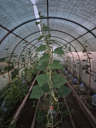 The image shows the interior of a greenhouse. The structure is made of arched metal supports covered with a translucent, mesh-like material. The greenhouse is lined with wooden beds filled with soil, where cucumber plants are growing. The plants are trained to grow upwards, supported by strings. Several large plastic bottles, likely for watering, are placed along the beds. The lighting is dim, suggesting either early morning, late evening, or an overcast day. The scene depicts agricultural activity within a controlled environment. The location is identified as Новоишимское, Kazakhstan.