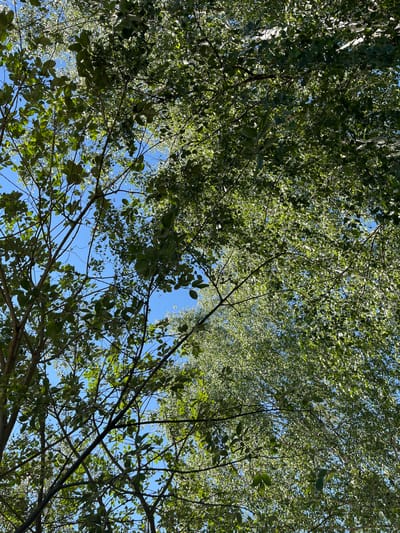 The image shows a view looking up through the dense green canopy of trees against a clear blue sky. The foliage is lush and covers most of the frame, with sunlight filtering through the leaves in places, creating bright highlights. Bare branches are visible interspersed among the leaves, particularly in the foreground where they are darker and more defined. The perspective suggests the viewer is standing directly beneath the trees, looking upwards at their branches and leaves. There are no people or man-made objects visible. The scene is natural and outdoors, with the sky being the only background element besides the trees.