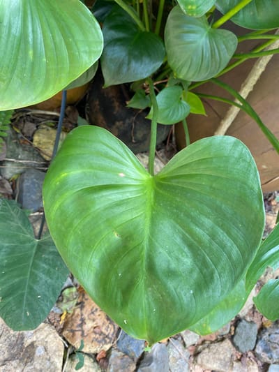 The image shows a close-up of a large, heart-shaped green leaf with prominent veins. The leaf appears healthy and is the central focus of the composition. Behind the prominent leaf, other green leaves and stems of the same plant are visible, along with a dark pot. The background consists of rocks and soil, suggesting an outdoor setting. The location is specified as Bang Sare, Thailand.
