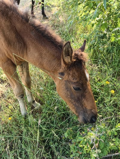 This is a close-up, eye-level, vertical shot of a young brown horse grazing in a grassy field with some leafy bushes. The horse's head and neck are prominent in the foreground, with its face turned downwards towards the vegetation. Its fur appears to be soft and somewhat ruffled, and there's a white blaze on its forehead. The background shows more greenery, with some hints of other horses' legs visible further back, suggesting a herd. Small yellow wildflowers are scattered amongst the grass. The lighting indicates it's daytime, with sunlight filtering through the leaves, creating a natural and serene atmosphere. The overall impression is one of peace and natural behavior. There is no visible text in the image.