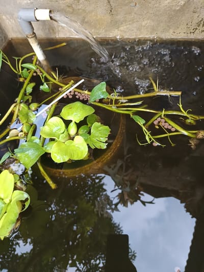 The scene depicts a concrete water basin, likely located in Limbangan Sari, Indonesia. Water is actively discharged into the basin from an L-shaped grey PVC pipe fitted with a white connector, creating surface ripples and aeration. The basin contains a substantial amount of water and supports various aquatic vegetation, including several broad-leafed green plants resembling water hyacinths, and other thinner-stemmed, vine-like green plants. Multiple clusters of small, reddish-brown, spherical pellets are visible floating among the vegetation, alongside a single thin, white cylindrical object. A dark, circular object, possibly a submerged pot or container, is partially visible beneath the water surface. The water's surface reflects the overhead sky, appearing light blue and grey, along with indistinct dark reflections of surrounding foliage or structures. No individuals or visible animal life are present in the immediate observable area.