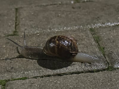 The image features a common garden snail (likely *Cornu aspersum*) crawling across a wet, paved surface. The snail is positioned in profile, moving from left to right. Its shell is dark brown with lighter, mottled patterns and glistens with moisture, reflecting ambient light. The snail's soft body is a dark grayish-brown, and its head is extended, revealing two prominent, upright tentacles (eyestalks). The front part of its foot, touching the ground, appears lighter, almost whitish.

The setting is an outdoor area paved with grey, rectangular stones or cobblestones, which are visibly wet and reflective, suggesting recent rain or damp conditions. Some faint green moss or algae can be seen in the crevices between the paving slabs. The lighting is dim, indicative of nighttime or very low light, with artificial light sources creating bright reflections on the wet surfaces and the snail's shell. The scene is located in Engomi, Lefkosa, Cyprus. There is no visible text in the media file.