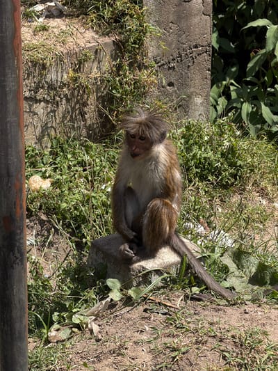 A small monkey sits perched on a concrete block amidst dense green vegetation. Its fur is a mix of brown and light gray, with a distinctive tuft of hair on its head. The monkey has a long tail that extends behind it. The background includes a concrete wall and more greenery, suggesting an outdoor setting. A dark metal railing is visible in the foreground.