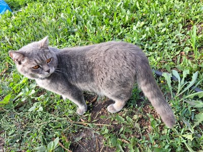 A grey, short-haired cat with orange eyes is standing in a patch of green grass and dirt. The cat is looking to the left of the frame with its head slightly tilted. Its tail is extended behind it. The background consists of more grass and some scattered debris. The scene appears to be outdoors in a natural setting. The location is identified as Chernetsk, Russia.