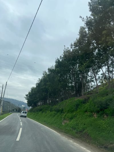 The image depicts a rural road in Lamego, Portugal, under an overcast sky. A two-lane asphalt road, marked with a solid white line on the right edge and a broken double white line in the center, curves gently to the left and descends into the distance. A white commercial van is observed traveling away from the viewer in the left lane. To the right of the road, a steep embankment is covered with dense green vegetation, including numerous small yellow flowers, and topped by a dense line of tall, slender trees with dark green foliage. In the upper left quadrant, multiple overhead power lines span across the sky, with three spherical markers visible: one white and two red. A utility pole stands on the far left of the road. Distant hills with scattered residential structures are visible on the horizon to the left of the road. No individuals are discernible in the scene.