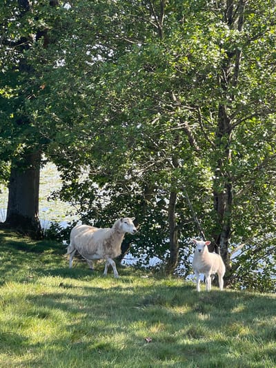 Two sheep are grazing on a grassy field in Ashford, United Kingdom. One sheep is large and has light brown wool. The other sheep is smaller and has white wool. A large tree with green leaves is in the background. The background also contains bodies of water.