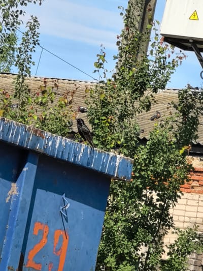 A lone black bird with speckled plumage perches on the rim of a large, weathered blue dumpster. The dumpster is marked with orange numbers, possibly "29", in a worn, faded style. The rim of the dumpster is stained with white streaks. Behind the dumpster, a corrugated roof is visible, partially obscured by lush green foliage. In the background, a light pole with a yellow warning triangle is visible, and a brick wall can be seen. The sky is a clear blue with some wispy clouds. The scene appears to be in an outdoor urban or semi-urban environment.
