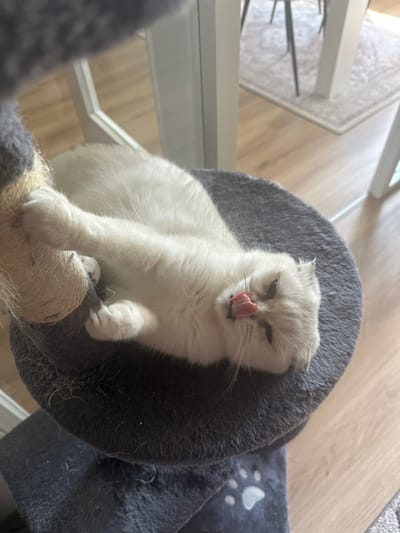 A white cat is lying on its side on a gray, circular cat tree platform. The cat's eyes are partially closed, and its pink tongue is sticking out. The cat's front paws are extended, with one paw touching a sisal rope scratching post. The cat tree is located indoors, with a wooden floor and a rug visible in the background. There are no people or other animals present in the image. The image does not provide any information that would allow for the identification of a specific location in Bielefeld, Germany.