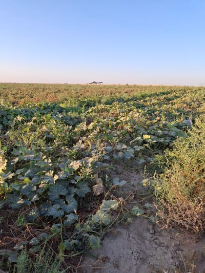 The image depicts a wide agricultural field under a clear blue sky. In the foreground, dense, leafy green plants with large, lobed leaves spread across the dry, cracked earth. These appear to be a type of gourd or squash plant, with some yellow flowers visible. The plants grow in rows, with a dirt path winding through them. In the middle ground, the field transitions to rows of sparser, brownish vegetation, possibly a previous crop that has withered or been harvested. In the far distance, on the horizon, a dark, tent-like structure is visible, along with some faint outlines of buildings or agricultural machinery. The overall impression is that of a rural agricultural landscape in Utmayli, Uzbekistan, likely during a late harvest season or post-harvest period. There are no people or animals visible in the image.