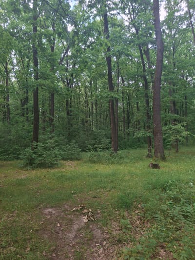 The image depicts a dense forest with tall trees and lush green foliage. The ground is covered in grass, fallen leaves, and some bare soil. There is a tree stump visible on the right side of the image. The sky is overcast and the lighting suggests it is daytime. The scene is peaceful and natural, typical of a forest environment. There are no people or animals visible in the image.