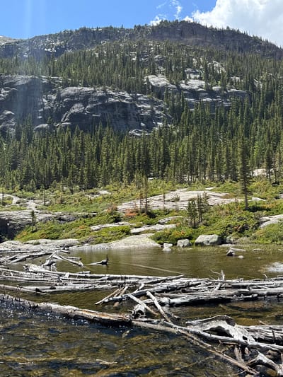 A serene natural landscape unfolds under a clear blue sky. In the foreground, the surface of a body of water is heavily obstructed by a dense accumulation of weathered driftwood, with some logs submerged and others floating. The water is murky and reflects the surrounding environment. Beyond the driftwood, the middle ground reveals a rocky shoreline dotted with patches of green vegetation and a few scattered trees. Further back, a steep, gray, rocky mountain face rises dramatically, its surface textured and marked by time. This mountain is densely covered with evergreen trees, which extend upwards towards the summit. The overall scene depicts a remote, undeveloped natural environment. The image is taken in Allenspark, United States.