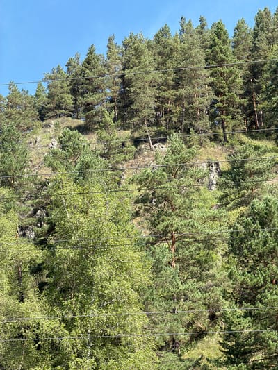 The image depicts a dense coniferous forest covering a steep, rocky hillside under a clear blue sky. Several parallel wires, likely power lines or telephone lines, traverse the foreground horizontally. The trees are predominantly pine, with some deciduous trees, possibly birch, interspersed among them, particularly in the lower left quadrant. The terrain is uneven, with exposed rocks and patches of dry grass visible between the trees. The scene appears to be in a natural, undeveloped area, consistent with the mountainous regions surrounding Cheposh, Russia, known for its coniferous forests and rugged landscapes. No people or discernible structures are present in the frame. The lighting suggests a sunny day, with shadows cast by the trees indicating the sun's position.