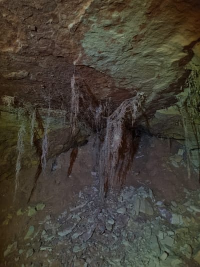The image depicts the interior of a sandstone cave, potentially the Homburg Sandstone Caves in Homburg, Germany. The walls are primarily comprised of coarse, textured sandstone, exhibiting a range of earth-toned colors from light tan to dark brown. Extending from the walls, there are intricate, white, root-like structures, possibly mineral deposits or fungal growth, hanging from the rock. The floor is covered in loose rocks and debris, suggesting a natural, unmaintained cave environment. The scene is dimly lit, casting shadows that accentuate the texture of the rock. There are no people, specific subjects or objects, actions, or interactions evident in the image. The environment is cool and damp, consistent with a subsurface cave setting.