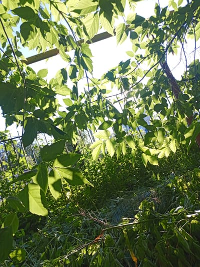 This media file is a photograph taken outdoors, likely in a natural or garden setting. The foreground is dominated by lush green foliage, with large leaves and branches casting shadows. Sunlight streams through the leaves, creating a dappled effect and highlighting the textures of the plant life. In the background, there is a sense of depth, with more greenery and hints of structures, possibly a fence and a building.

The image appears to have been taken during the daytime, with the bright sunlight suggesting a clear or partly cloudy sky. The angle of the light indicates it could be morning or late afternoon, given the shadows. There are no people or animals visible in the frame, making it a scene focused solely on the natural environment.

Notable details include the play of light and shadow, which adds a dynamic quality to the image. The vibrant green of the leaves suggests a healthy, growing season, likely spring or summer. The presence of what appears to be a trellised structure or support system behind the leaves hints at a cultivated area, perhaps a garden or a yard with climbing plants. The overall mood is serene and peaceful, evoking the feeling of being immersed in nature. No text is visible in the image.