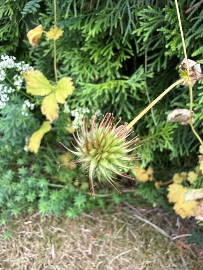 An outdoor close-up shot focuses on the seed head of a plant, possibly a Geranium species, in the foreground. The seed head is green with thin, pointed structures extending outward, resembling a starburst. The plant stem is pale yellow and fuzzy. In the background, there is dense, green foliage, likely from evergreen shrubs. To the left, there are small white flowers and some yellowing leaves. The ground in the lower portion of the image is covered with dry grass and some sparse green ground cover. The image appears to have been taken in a garden or natural setting. No specific location in Ridabu, Norway, is identifiable from the image itself.