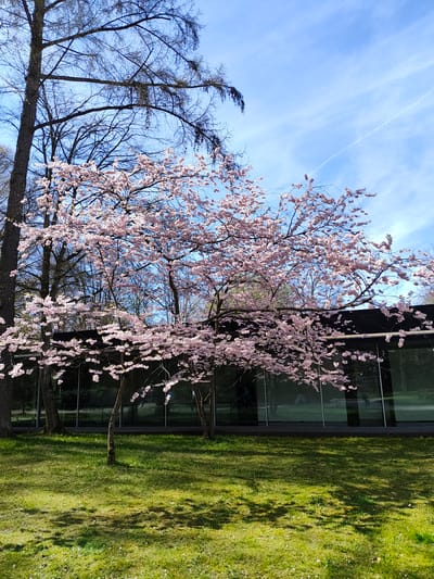 The image captures a serene outdoor scene in Bayreuth, Germany, showcasing a weeping cherry tree (Prunus pendula) in full bloom with delicate pink flowers. The tree is located near a modern building with reflective glass panels. Adjacent to the building is a patch of green grass, part of a well-maintained lawn. In the background, bare tree branches are visible against a bright blue sky with subtle contrails.