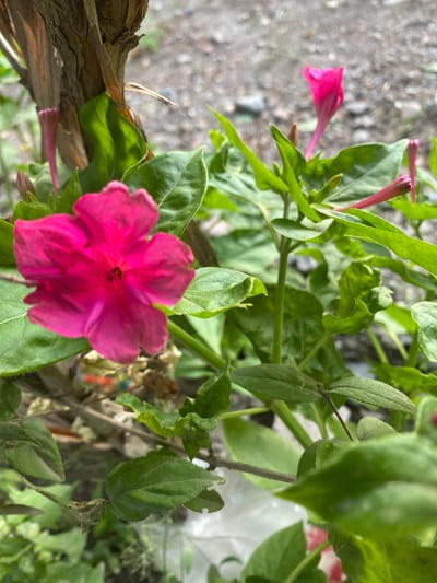 The image is a close-up, outdoor shot of a vibrant pink flower with five petals. The flower is in focus and positioned in the lower left quadrant of the frame. It is surrounded by lush green leaves and stems, some of which are also in focus while others are blurred. In the background, there is a fuzzy texture of gray and brown, suggesting a dirt or gravelly ground. A thin, brown branch or stem is visible in the upper left portion of the image. Several unopened pink flower buds and slender pink stems are also visible throughout the scene. The overall impression is a natural, somewhat wild setting, possibly a garden or overgrown area. The image does not contain any specific landmarks or elements that would definitively place it in Alamüdün, Kyrgyzstan, though the flora is consistent with a temperate climate. There are no people or obvious human activities depicted.