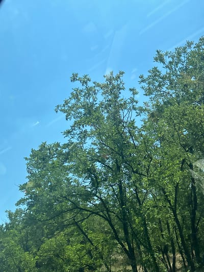 The image depicts a view of green trees against a clear blue sky, taken from a low angle, possibly from inside a vehicle. The leaves are vibrant and dense, suggesting a sunny day in a place with abundant vegetation. The sky has a few faint streaks that could be from clouds or reflections. The overall impression is one of nature's lushness. The location is identified as being in the city of Vakarel, Bulgaria.