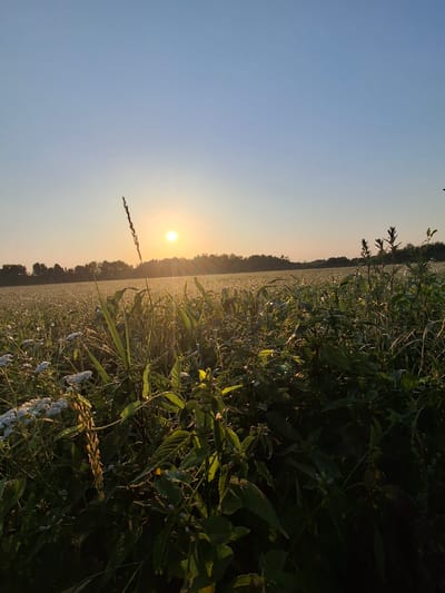 A low-angle, wide shot captures a rural field at sunset. The sun, a small, bright orb, is positioned in the upper left quadrant of the frame, casting a warm, golden light across the scene. Rays of light emanate from the sun, fanning out through the clear, pale blue sky. In the foreground, lush green vegetation, including tall grasses and leafy plants, dominates the lower half of the image. Some small white flowers are visible among the greenery. The middle ground features a vast expanse of a field, possibly crops, stretching towards a distant treeline of dark green trees that form a horizontal band across the horizon. The overall impression is one of a tranquil, natural landscape at dusk. The exact location within Дубровенскі сельскі Савет, Belarus, cannot be determined from the image alone. There are no people or animals present in the scene.
