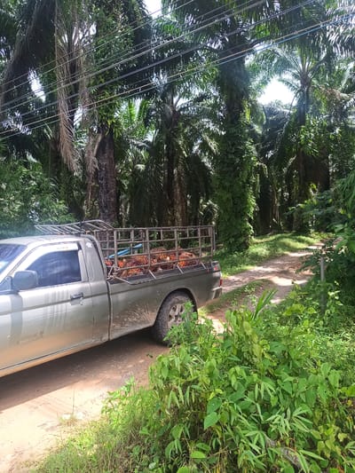 The scene appears to be in a rural area within the city of Na Nuea, Thailand. The environment consists of dense palm tree plantation. A silver or gray pickup truck is parked on a dirt road. The truck bed is loaded with what appears to be palm fruit bunches. The truck is partially obscured by lush green vegetation. Power lines are visible overhead.
