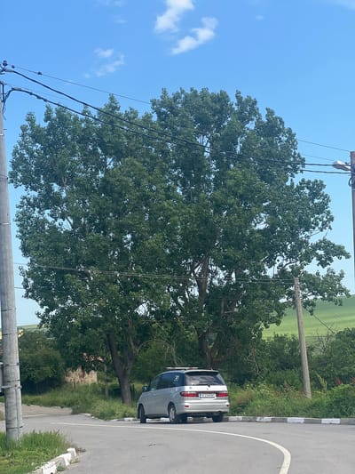 In Drentsi, Bulgaria, on a paved road with white and grey curb markings, a silver minivan is parked. The vehicle has a license plate reading "H 2344 BC" and a roof rack. Behind the minivan, a large, mature tree with dense green foliage dominates the scene, set against a backdrop of green fields and a bright blue sky with scattered white clouds. Electrical poles and wires are visible in the foreground and background, suggesting the area is equipped with utility infrastructure. The environment appears rural, with vegetation and open spaces. The minivan is the primary subject, positioned on the right side of the road, and appears stationary.