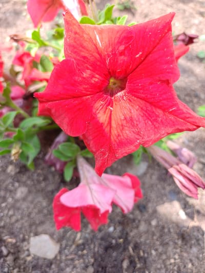 A close-up, eye-level shot focuses on a vibrant red petunia flower in bloom, its petals slightly ruffled and showing delicate veins. Several other petunia blossoms, predominantly pink and red, are visible in the background, some in focus and others blurred. Green leaves are interspersed among the flowers. The ground beneath appears to be a mixture of soil, small stones, and organic debris. The lighting suggests an outdoor setting, possibly a garden or park, with natural sunlight illuminating the scene. The image does not depict any people or actions. The context of Кашка-Суу, Kyrgyzstan, is not directly evident in the visual elements of the photograph.