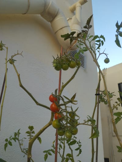 In Gżira, Malta, a close-up shot captures a tomato plant with clusters of unripe green tomatoes and two ripe red tomatoes against a textured white wall and a clear blue sky. A large, off-white pipe, likely a drainpipe, curves across the upper portion of the image. The plant has thin, spindly branches covered in fine hairs, with some leaves showing signs of wilting. Several branches are supported by thin wooden stakes. The overall scene suggests an outdoor setting, possibly a balcony or patio, with a focus on urban agriculture.