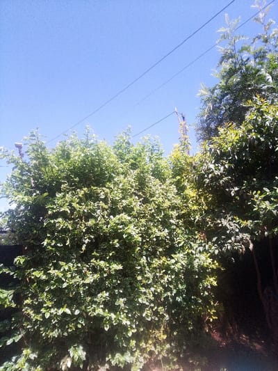 The image depicts an outdoor daytime scene in Nachu ward, Kenya, characterized by dense green foliage under a clear, bright blue sky. Two dark, parallel utility lines traverse the upper third of the frame from left to right. A light-colored utility pole or slender vertical structure is partially visible on the upper right, rising above the foliage and seemingly supporting one of the lines. The majority of the frame, particularly the lower two-thirds, is dominated by the vibrant green leaves of several large bushes or trees, with some leaves displaying lighter green or variegated patterns due to sun exposure. A dark, shaded area is present at the lower right edge, beneath the dense canopy. No individuals, animals, or additional man-made objects are visible within the frame.