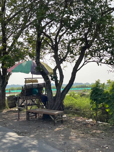 This image depicts a roadside scene in Gempolsari, Indonesia, under the dappled shade of trees. A small, makeshift stall with a multi-colored umbrella is set up, featuring wooden shelves displaying goods, a green basin, and a woven basket. A wooden bench sits in front of the stall. The ground around the stall is covered in dirt, debris, and scattered litter. Beyond the stall, a lush green landscape is visible, with areas that appear to be agricultural fields or water bodies, partially enclosed by green netting. The overall impression is one of a rural or semi-rural setting with a humble commercial operation.