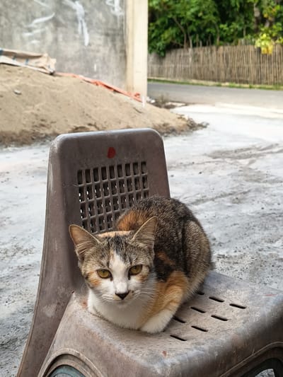 A calico cat is resting on a weathered brown plastic chair in what appears to be an outdoor area. The cat is loafing, with its paws tucked beneath its body, and is looking directly at the camera with bright yellow eyes. Its fur is a mix of white, orange, black, and grey tabby markings. The chair is situated on a paved surface, possibly a walkway or yard, with scattered debris and sand in the background. Behind the chair, a pile of sand is visible, along with a construction site or building materials, including some orange plastic sheeting. Further in the background, a wooden fence borders a road, with lush green trees beyond. The lighting suggests it is daytime, with soft shadows. The scene is likely in a semi-urban or rural setting, possibly in Rayeukmatang, Indonesia, given the style of the fence and the vegetation. There are no people visible in the image.
