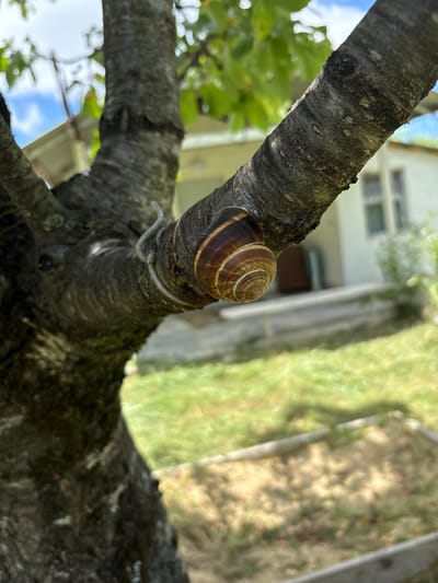 A snail is resting on a tree branch in Navdaraantkari, Georgia. The snail's shell is a spiral of brown and beige colors. The tree branch is rough and textured, with some moss growing on it. In the background, a house and a green lawn can be seen. The sky is blue with some clouds. The overall impression is one of a peaceful and natural scene.