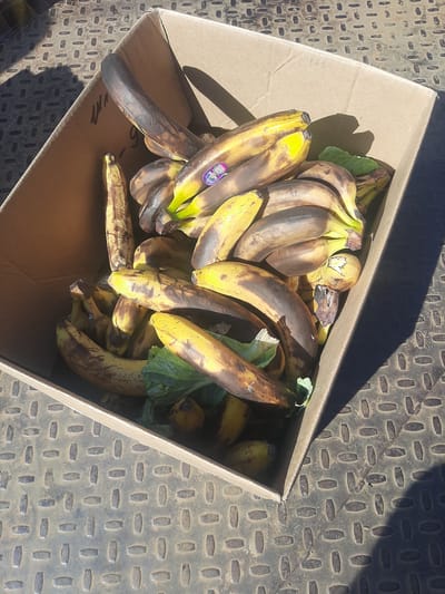 The image shows a cardboard box filled with a pile of overripe bananas. The bananas are various shades of yellow and brown, with some exhibiting significant bruising and black spots. Several bananas are detached from their bunches. Some green leaves are also visible amongst the fruit, possibly remnants of the banana plant. The box is placed on a textured, metallic surface, possibly a floor or a loading dock, with a diamond plate pattern. Shadows cast across the scene suggest it is daytime, with sunlight coming from the side. The overall impression is one of discarded or waste produce. No people are visible in the image. There is some faint handwritten text on the inside flap of the box, but it is illegible. A sticker with a purple and green design is visible on one of the bananas. The setting appears to be outdoors or in a covered area exposed to natural light.