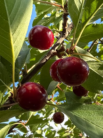 This is a close-up, upward-facing shot of a cherry tree branch laden with ripe cherries. The cherries are a deep red, some appearing almost black, and are clustered on the branch amidst vibrant green leaves. The lighting suggests it is a sunny day, with sunlight dappling through the leaves. The background is a clear blue sky. The image was taken in Korobivka, Ukraine.
