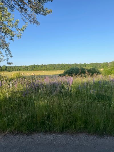 The image depicts a rural landscape in Prislovo, Russia. The scene is dominated by a grassy field with a line of trees in the background, extending into the distance. Several round hay bales are visible in the field, suggesting agricultural activity. In the foreground, a variety of green grasses and purple wildflowers, likely lupines, grow abundantly. To the right of the field, a dark, textured surface, possibly a road or pathway, runs along the edge.

The sky is a clear, bright blue, indicating fair weather and a sunny day. The lighting suggests it is either early morning or late afternoon, as the sun casts a warm glow on the landscape. The overall mood of the image is serene and natural, evoking a sense of peace and rural tranquility. No people or text are visible in the image.