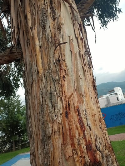 A close-up view showcases the textured bark of a eucalyptus tree. The bark is light tan to brown, peeling in strips. A small, broken branch protrudes from the trunk. In the blurred background, greenery suggests a park or natural setting. A blue wall with graffiti and white buildings are visible in the distance, indicating an urban environment nearby. The scene is captured in daylight under a slightly overcast sky.