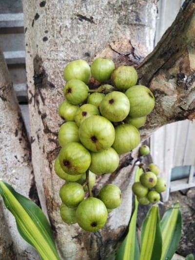 A cluster of unripe green figs hangs from a tree trunk in Phú Sơn, Vietnam. The figs are round with a slightly flattened top and a dark spot in the center. They are clustered together in several bunches, with some figs larger than others. The tree trunk is rough and textured, with visible bark patterns and some dark spots. In the foreground, a variegated green leaf with yellow stripes is visible. The background is slightly blurred, showing hints of a building and possibly other foliage.