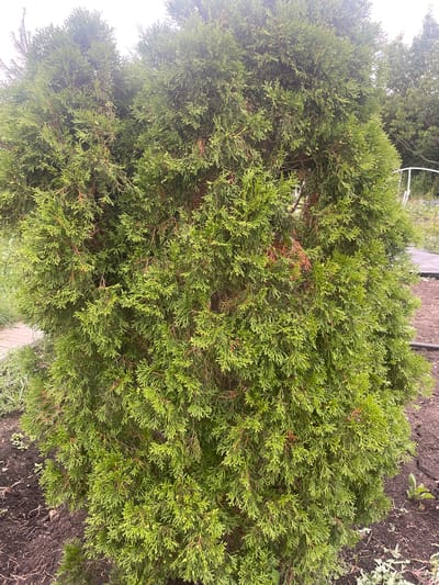 The image shows a large, dense evergreen shrub, likely a Thuja, in an outdoor setting. The shrub is a vibrant green, with some areas of lighter green and a few scattered brown or reddish-brown dead leaves. The foliage is feathery and layered. The shrub is planted in dark soil, with some patches of dry earth and a few small green weeds growing around its base. In the background, to the left, a paved pathway or border is visible. To the right, a white metal fence or railing can be seen, and further back, other trees with green foliage are present. The ground appears to be uneven and somewhat muddy in places. The scene suggests a garden or yard in a rural or semi-rural environment. The image was taken on a cloudy day, as indicated by the diffused lighting and lack of strong shadows. The location is identified as Raslovka 1-Ya, Russia. There are no people or animals visible in the image, nor any discernible actions or interactions.