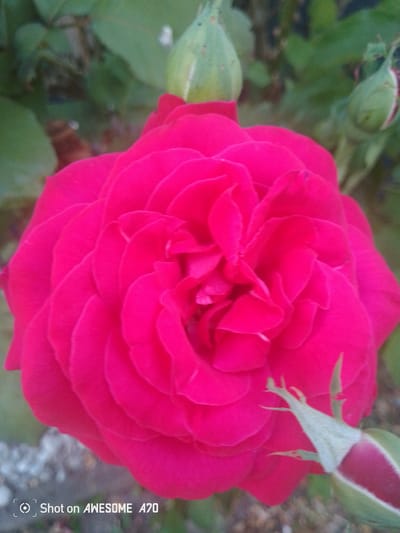 This media file features a close-up, slightly blurry shot of a vibrant pink rose in full bloom. The rose's petals are tightly packed and have a rich, velvety texture, creating a captivating swirl effect at its center. Surrounding the main subject are several green rosebuds in various stages of development, some still tightly closed and others beginning to unfurl. The background consists of soft green foliage and hints of other plants, suggesting an outdoor garden setting. The overall impression is one of natural beauty and the delicate elegance of a blooming flower.

The image includes a watermark at the bottom left corner that reads "Shot on AWESOME A70". There are no people or specific events depicted. The lighting appears to be natural daylight, and the focus is entirely on the rose and its immediate surroundings. The context provided indicates the location is Lohmar, Germany, which implies a temperate climate conducive to rose cultivation. The image evokes a sense of tranquility and appreciation for the simple beauty of nature.